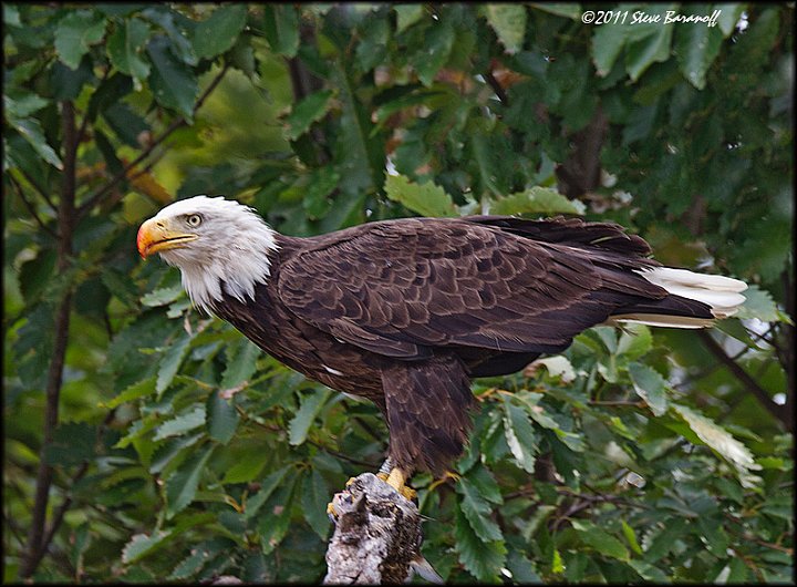 _1SB7864 american bald eagle.jpg